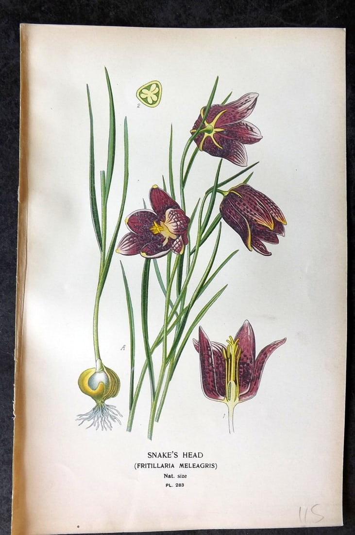 Step, Edward 1897 Antique Botanical Print. Snake's Head. Fritillaria 283: Chromolithograph Published 1896-97 by Frederick Warne & Co., London for "Favourite Flowers of Garden and Greenhouse" by Edward Step and William Watson. Paper Size: 9 x 6 inch (23 x 15cm) Good Conditio