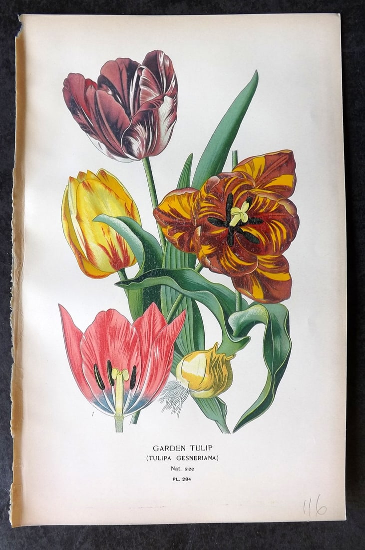 Step, Edward 1897 Antique Botanical Print. Garden Tulip 284: Chromolithograph Published 1896-97 by Frederick Warne & Co., London for "Favourite Flowers of Garden and Greenhouse" by Edward Step and William Watson. Paper Size: 9 x 6 inch (23 x 15cm) Good Conditio