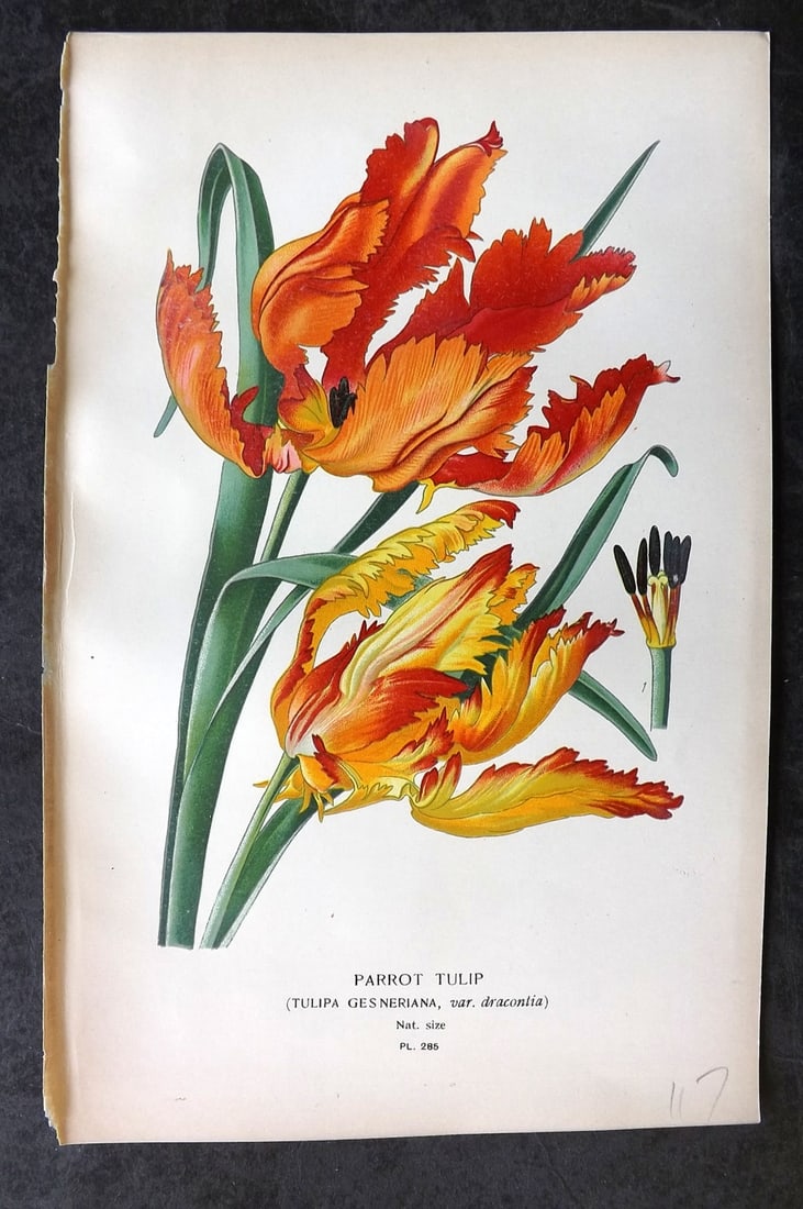 Step, Edward 1897 Antique Botanical Print. Parrot Tulip 285: Chromolithograph Published 1896-97 by Frederick Warne & Co., London for "Favourite Flowers of Garden and Greenhouse" by Edward Step and William Watson. Paper Size: 9 x 6 inch (23 x 15cm) Good Conditio