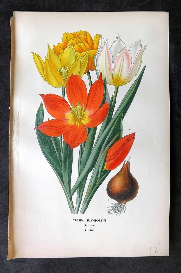 Step, Edward 1897 Antique Botanical Print. Tulipa Suaveolens 286 (1 of 1)
