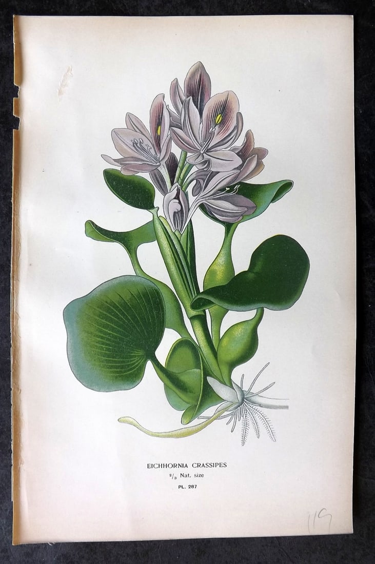 Step, Edward 1897 Antique Botanical Print. Eichornia Crassipes 287: Chromolithograph Published 1896-97 by Frederick Warne & Co., London for "Favourite Flowers of Garden and Greenhouse" by Edward Step and William Watson. Paper Size: 9 x 6 inch (23 x 15cm) Good Conditio