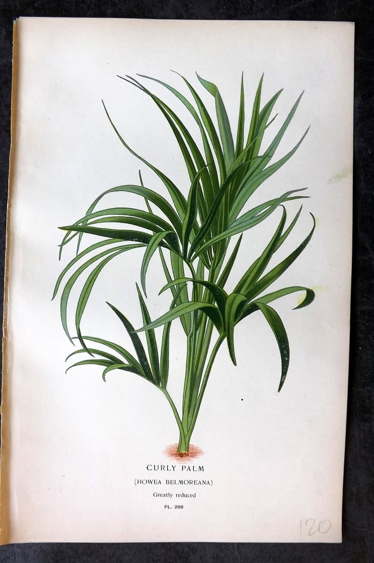 Step, Edward 1897 Antique Botanical Print. Curly Palm 288: Chromolithograph Published 1896-97 by Frederick Warne & Co., London for "Favourite Flowers of Garden and Greenhouse" by Edward Step and William Watson. Paper Size: 9 x 6 inch (23 x 15cm) Good Conditio