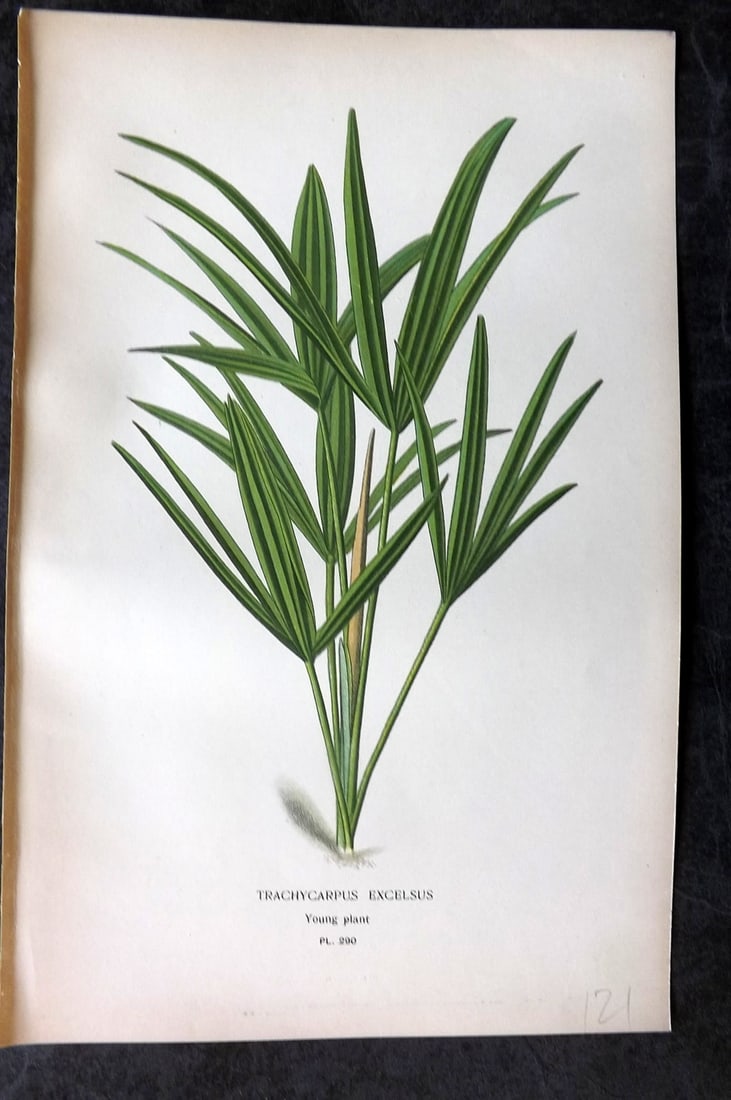 Step, Edward 1897 Antique Botanical Print. Trachycarpus Excelsus 290: Chromolithograph Published 1896-97 by Frederick Warne & Co., London for "Favourite Flowers of Garden and Greenhouse" by Edward Step and William Watson. Paper Size: 9 x 6 inch (23 x 15cm) Good Conditio