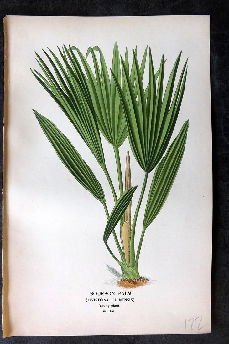 Step, Edward 1897 Antique Botanical Print. Bourbon Palm 291: Chromolithograph Published 1896-97 by Frederick Warne & Co., London for "Favourite Flowers of Garden and Greenhouse" by Edward Step and William Watson. Paper Size: 9 x 6 inch (23 x 15cm) Good Conditio