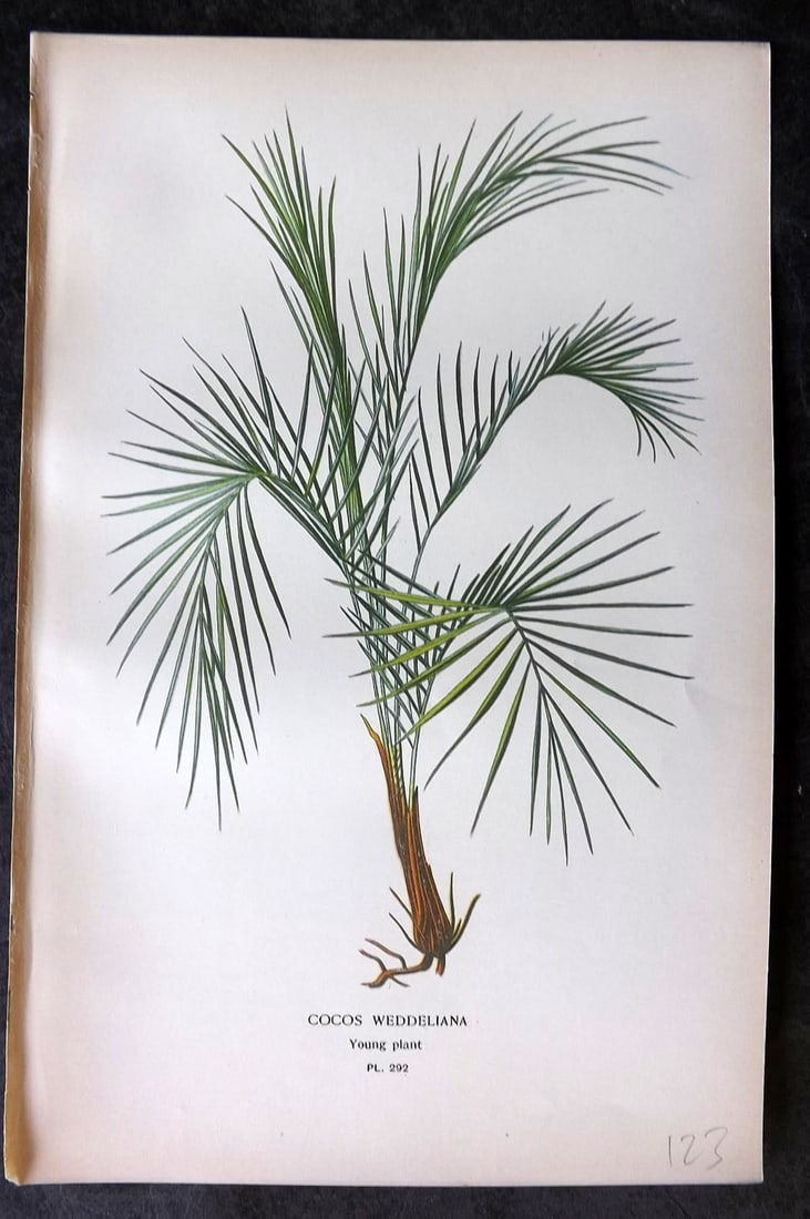 Step, Edward 1897 Antique Botanical Print. Cocos Weddeliana 292: Chromolithograph Published 1896-97 by Frederick Warne & Co., London for "Favourite Flowers of Garden and Greenhouse" by Edward Step and William Watson. Paper Size: 9 x 6 inch (23 x 15cm) Good Conditio