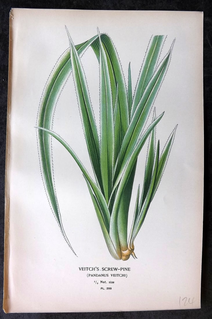 Step, Edward 1897 Antique Botanical Print. Veitch's Screw Pine 293: Chromolithograph Published 1896-97 by Frederick Warne & Co., London for "Favourite Flowers of Garden and Greenhouse" by Edward Step and William Watson. Paper Size: 9 x 6 inch (23 x 15cm) Good Conditio