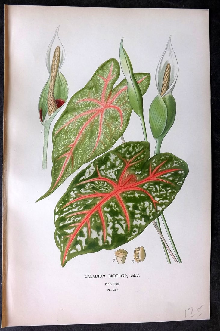Step, Edward 1897 Antique Botanical Print. Caladium Bicolor 294: Chromolithograph Published 1896-97 by Frederick Warne & Co., London for "Favourite Flowers of Garden and Greenhouse" by Edward Step and William Watson. Paper Size: 9 x 6 inch (23 x 15cm) Good Conditio