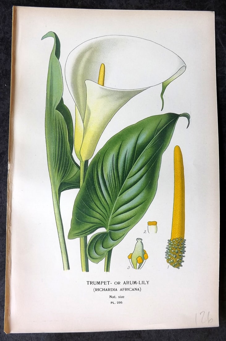 Step, Edward 1897 Antique Botanical Print. Trumpet or Arum Lily 295: Chromolithograph Published 1896-97 by Frederick Warne & Co., London for "Favourite Flowers of Garden and Greenhouse" by Edward Step and William Watson. Paper Size: 9 x 6 inch (23 x 15cm) Good Conditio