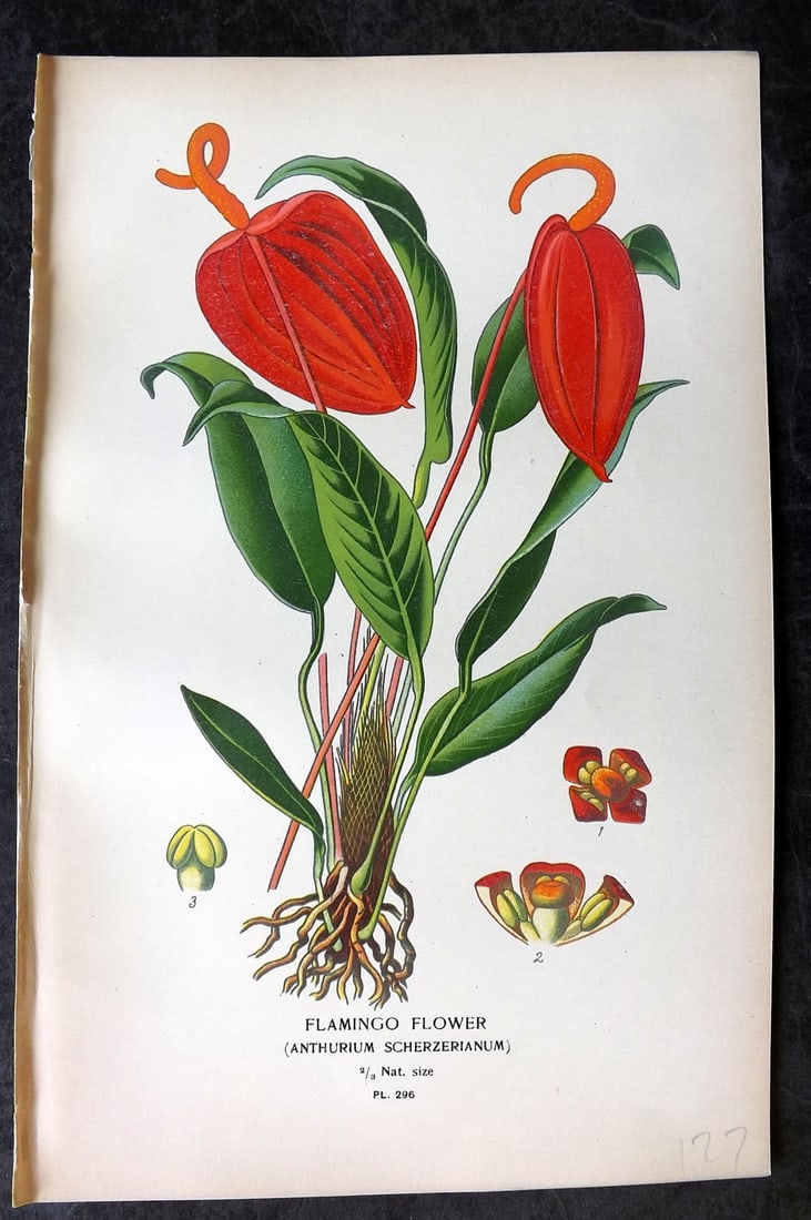 Step, Edward 1897 Antique Botanical Print. Flamingo Flower 296: Chromolithograph Published 1896-97 by Frederick Warne & Co., London for "Favourite Flowers of Garden and Greenhouse" by Edward Step and William Watson. Paper Size: 9 x 6 inch (23 x 15cm) Good Conditio
