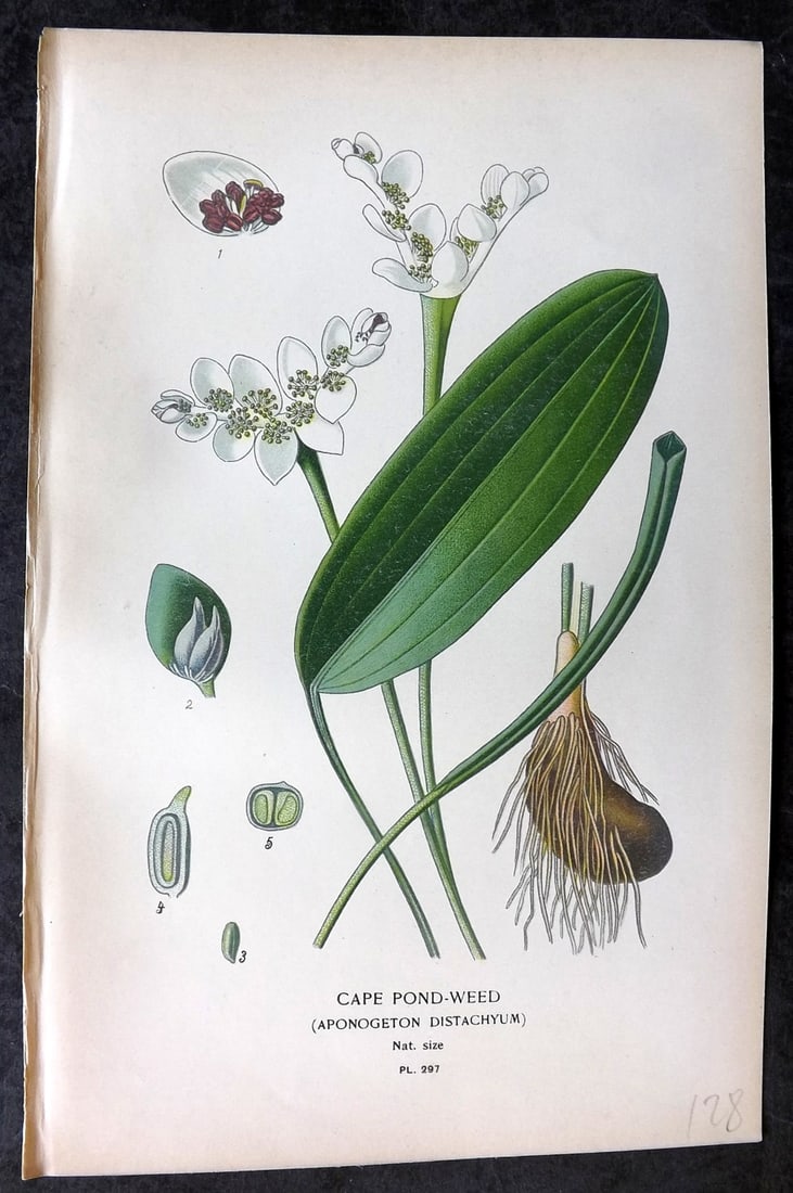 Step, Edward 1897 Antique Botanical Print. Cape Pond Weed 297: Chromolithograph Published 1896-97 by Frederick Warne & Co., London for "Favourite Flowers of Garden and Greenhouse" by Edward Step and William Watson. Paper Size: 9 x 6 inch (23 x 15cm) Good Conditio
