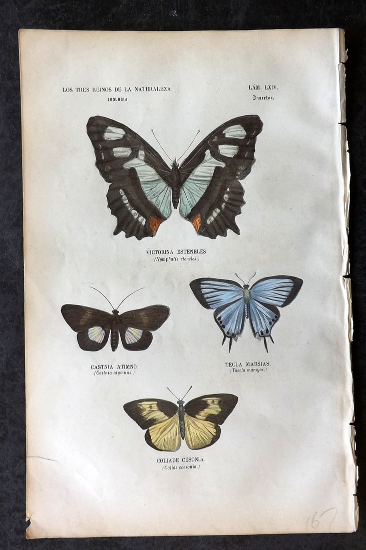 Buffon, Comte de 1856 Hand Col Butterfly Print 64 (1 of 1)