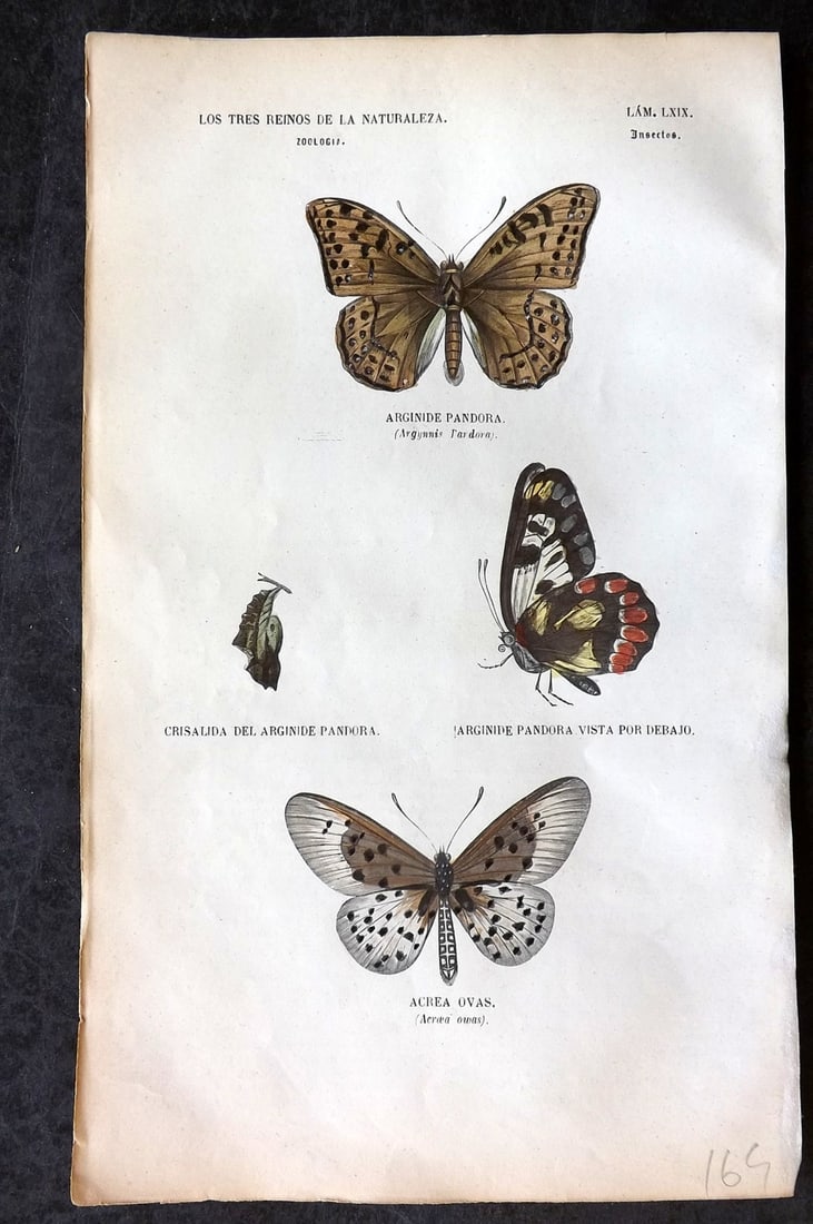 Buffon, Comte de 1856 Hand Col Butterfly Print 69 (1 of 1)