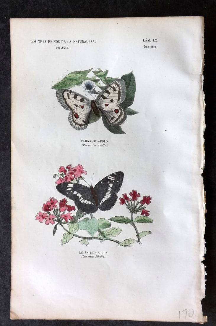 Buffon, Comte de 1856 Hand Col Butterfly Print 60 (1 of 1)