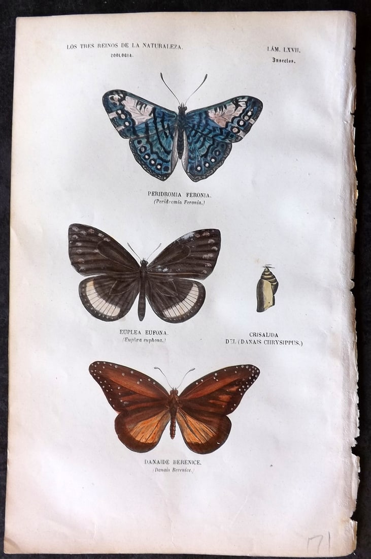 Buffon, Comte de 1856 Hand Col Butterfly Print 67: Hand Colored Etching/Engraving Published 1856, Madrid for "Museo pintoresco de Historia Natural" by the Comte de Buffon and M. M. J. de Galdo. Paper Size: 10 x 6.5 inch (26 x 17cm) Good Condition