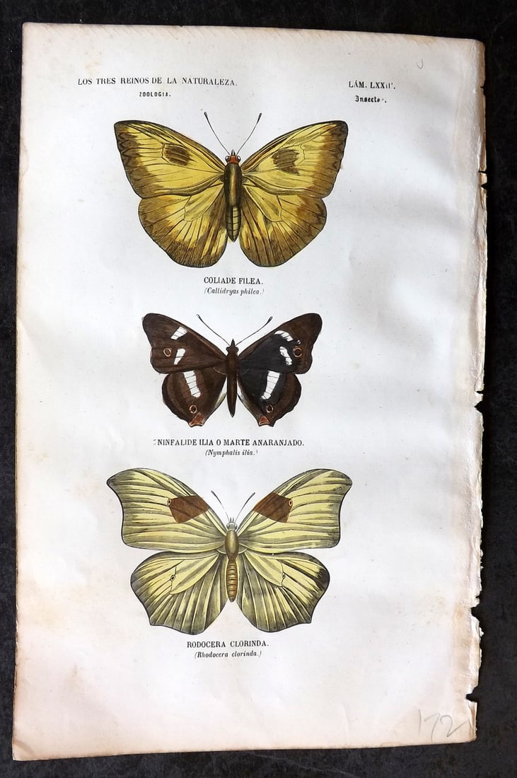 Buffon, Comte de 1856 Hand Col Butterfly Print 72 (1 of 1)