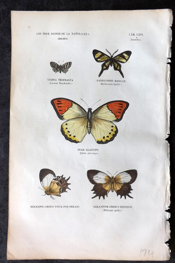 Buffon, Comte de 1856 Hand Col Butterfly Print 66: Hand Colored Etching/Engraving Published 1856, Madrid for "Museo pintoresco de Historia Natural" by the Comte de Buffon and M. M. J. de Galdo. Paper Size: 10 x 6.5 inch (26 x 17cm) Good Condition