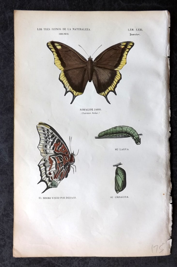 Buffon, Comte de 1856 Hand Col Butterfly Print 71 (1 of 1)