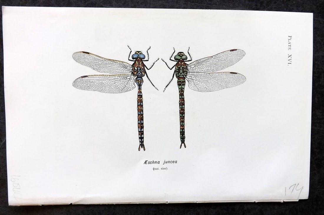 Lucas - British Dragonflies 1899 Print. Aeschna Juncea 16: Lithograph Published 1899, London for "British Dragonflies" by William John Lucas. Paper Size: 8.5 x 5.5 inch (22 x 14cm) Good Condition