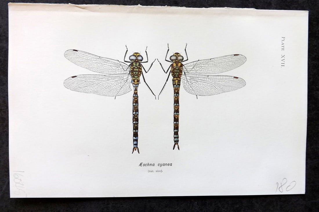 Lucas - British Dragonflies 1899 Print. Aeschna Cyanea 17: Lithograph Published 1899, London for "British Dragonflies" by William John Lucas. Paper Size: 8.5 x 5.5 inch (22 x 14cm) Good Condition