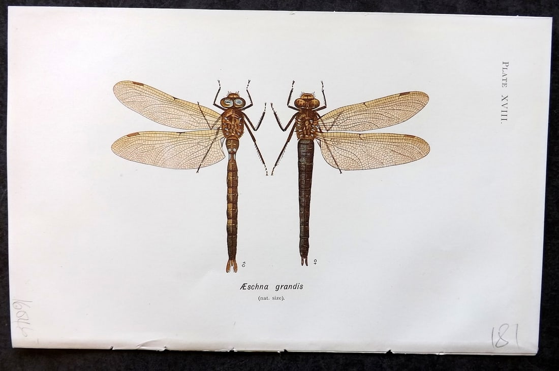 Lucas - British Dragonflies 1899 Print. Aeschna Grandis 18: Lithograph Published 1899, London for "British Dragonflies" by William John Lucas. Paper Size: 8.5 x 5.5 inch (22 x 14cm) Good Condition