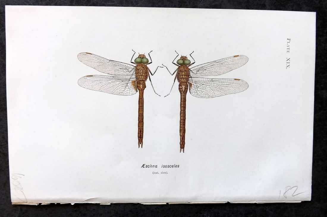 Lucas - British Dragonflies 1899 Print. Aeschna Isosceles 19: Lithograph Published 1899, London for "British Dragonflies" by William John Lucas. Paper Size: 8.5 x 5.5 inch (22 x 14cm) Good Condition