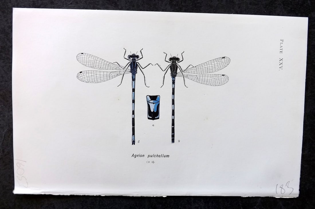 Lucas - British Dragonflies 1899 Print. Agrion Pulchellum 25: Lithograph Published 1899, London for "British Dragonflies" by William John Lucas. Paper Size: 8.5 x 5.5 inch (22 x 14cm) Good Condition