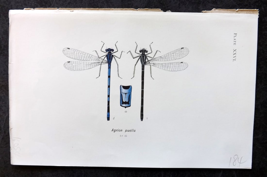 Lucas - British Dragonflies 1899 Print. Agrion Puella 26: Lithograph Published 1899, London for "British Dragonflies" by William John Lucas. Paper Size: 8.5 x 5.5 inch (22 x 14cm) Good Condition