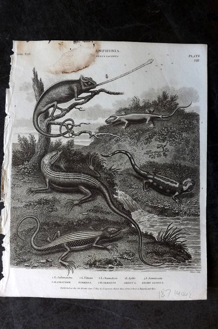Rees, Abraham 1820 Print. Amphibia - Salamander, Forked & Green Lizard, Chameleon 08 (1 of 1)