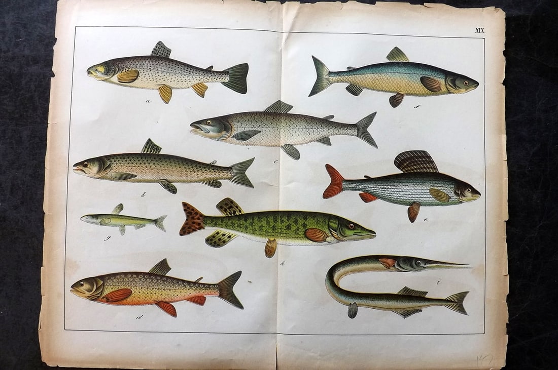 Schubert, Gotthilf C1880 Folio Fish Print. Salmon, Trout, Pike, Perch 19 (1 of 1)