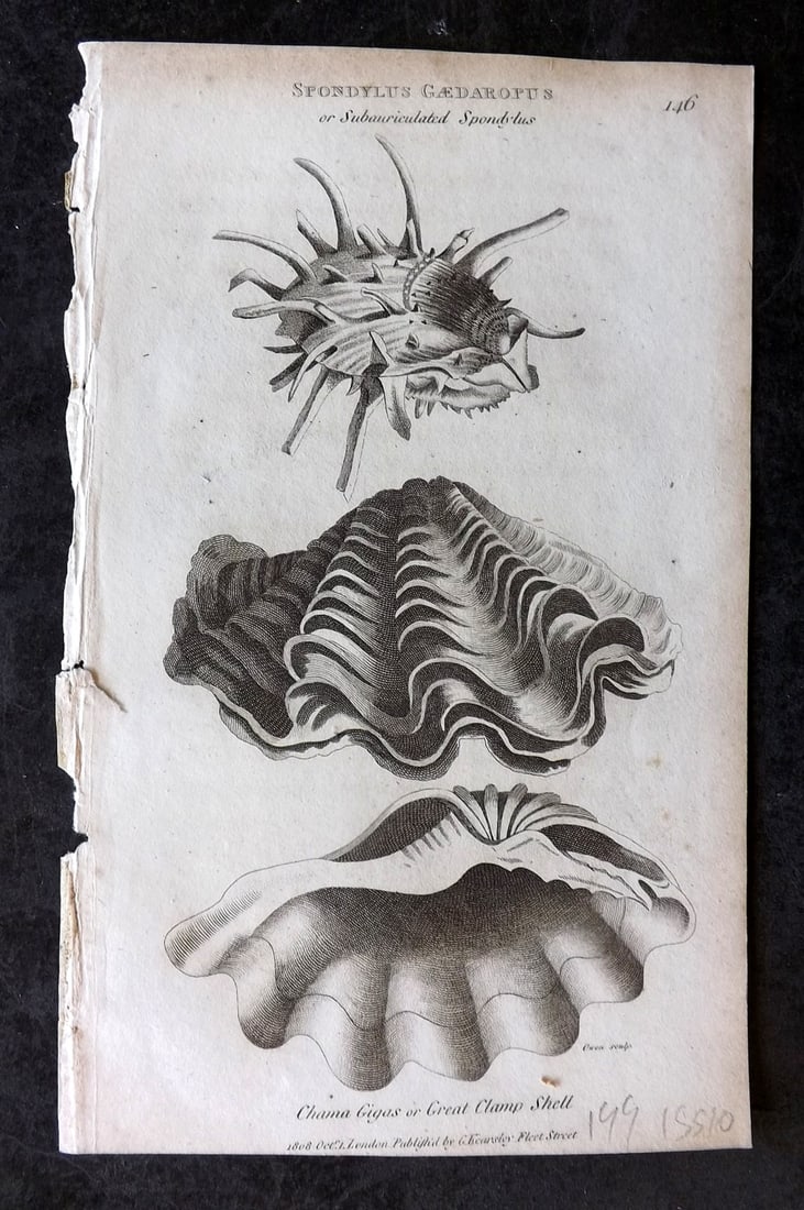 Shaw, George 1809 Antique Print. Spondylus Gaedaropus Shell 146: Copper Plate Published 1809 by G.Kearsley, London for "Zoological Lectures..." by George Shaw. Paper Size: 8.5 x 5.5 inch (22 x 14cm) Very minor margin toning. Good Condition