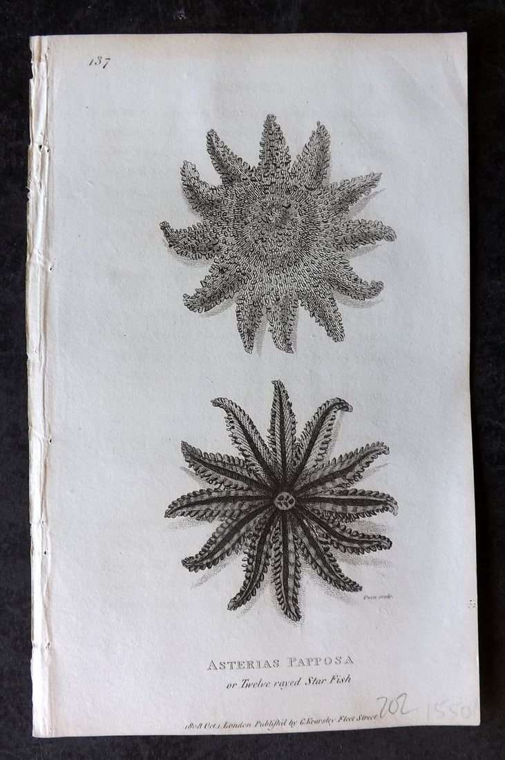 Shaw, George 1809 Antique Print. Twelve Rayed Star Fish 137 (1 of 1)