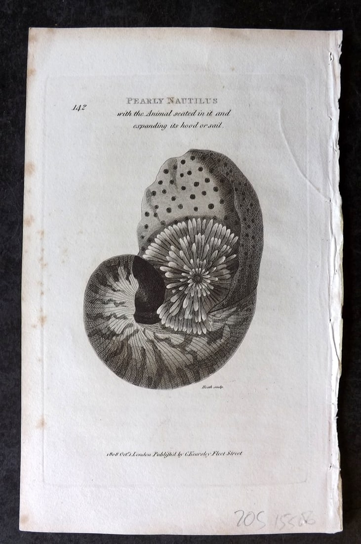 Shaw, George 1809 Antique Print. Pearly Nautilus 142: Copper Plate Published 1809 by G.Kearsley, London for "Zoological Lectures..." by George Shaw. Paper Size: 8.5 x 5.5 inch (22 x 14cm) Very minor margin toning. Good Condition