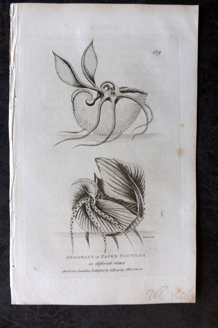Shaw, George 1809 Antique Print. Argonaut or Paper Nautilus 139 (1 of 1)