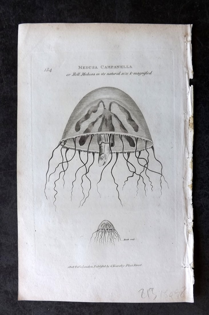 Shaw, George 1809 Antique Print. Medusa Campanella 134 Jellyfish: Copper Plate Published 1809 by G.Kearsley, London for "Zoological Lectures..." by George Shaw. Paper Size: 8.5 x 5.5 inch (22 x 14cm) Very minor margin toning. Good Condition