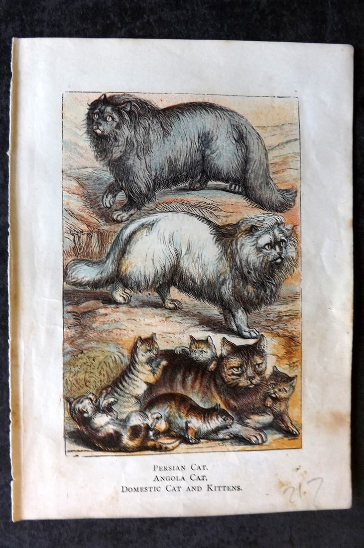 Warne, Frederick (Pub) C1880 Print. Cats - Persian, Angola, Domestic & Kittens: Color Printed Woodblock Published C1880 by Frederick Warne, London for "Warne's Picture Natural History" Descriptive text to the reverse side. Paper Size: 6 x 4.25 inch (15 x 11cm) Good Condition