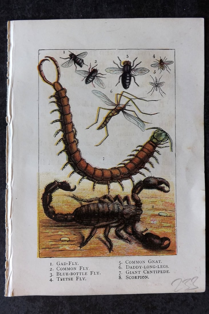 Warne, Frederick (Pub) C1880 Print. Flies, Gnat, Centipede, Scorpion: Color Printed Woodblock Published C1880 by Frederick Warne, London for "Warne's Picture Natural History" Descriptive text to the reverse side. Paper Size: 6 x 4.25 inch (15 x 11cm) Good Condition