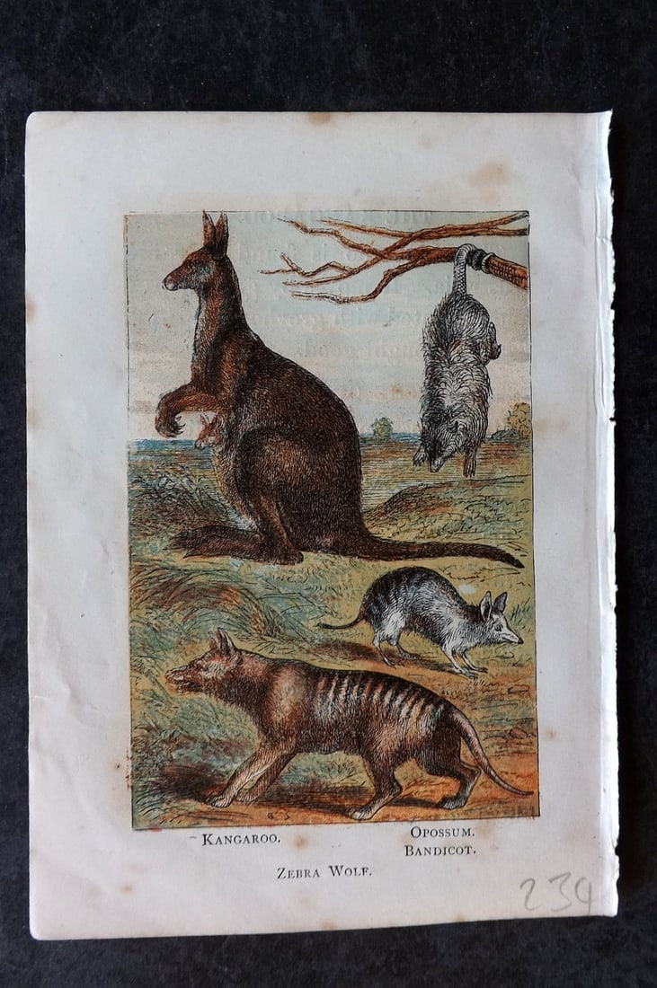 Warne, Frederick (Pub) C1880 Print. Extinct Tasmanian Tiger, Kangaroo, Opossum, Bandicot: Color Printed Woodblock Published C1880 by Frederick Warne, London for "Warne's Picture Natural History" Descriptive text to the reverse side. Paper Size: 6 x 4.25 inch (15 x 11cm) Very minor margin t