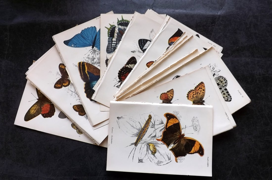 Lloyds's 1897 Lot of 35 Antique Butterfly Prints (1 of 6)
