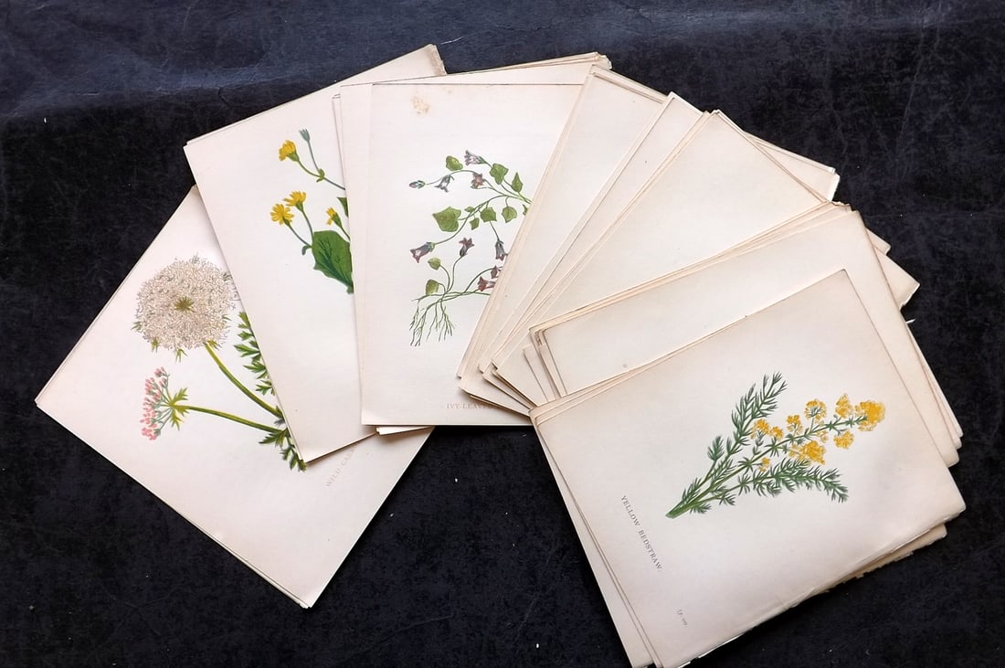 Pratt, Anne 1898 Lot of 43 Antique Botanical Prints: Colour Printed Woodblock Published 1898, London for "Wild Flowers" by Anne Pratt. Paper Size: 5.5 x 4 inch (14 x 11cm) Good Condition
