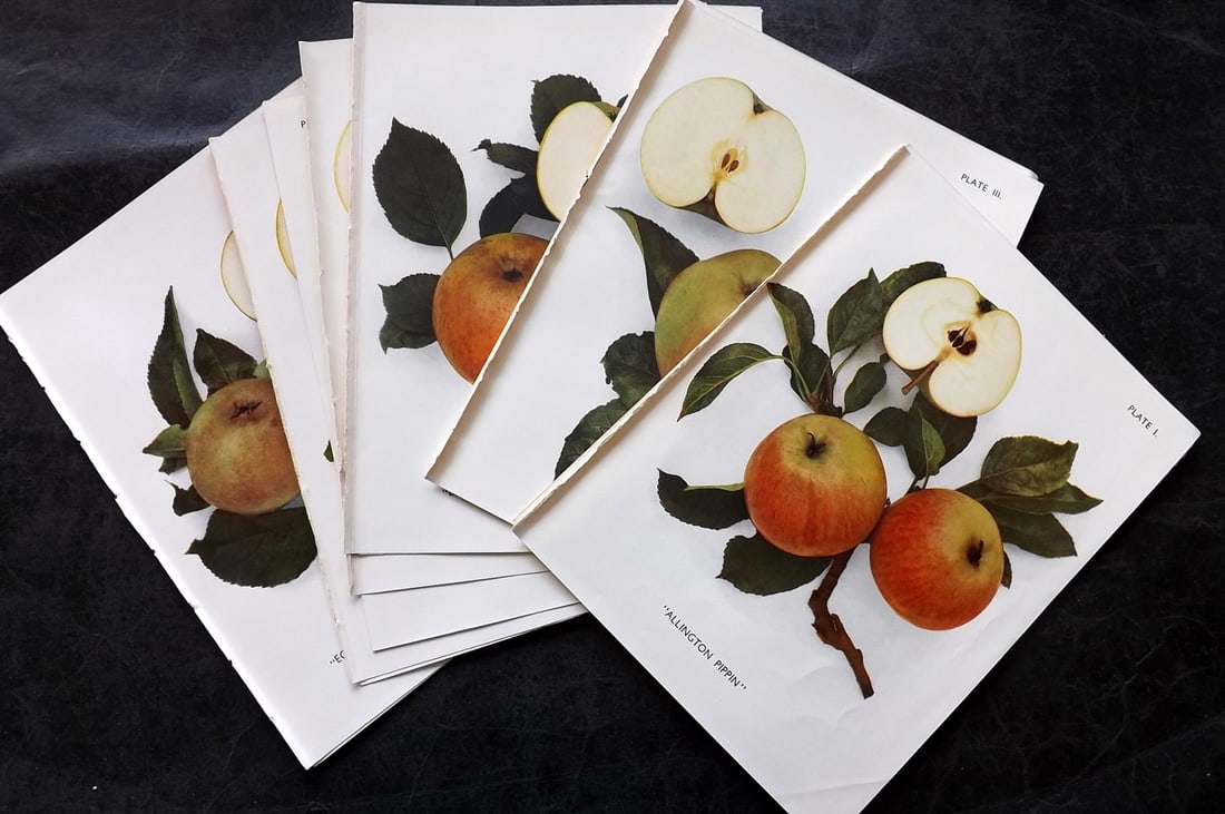 Taylor, H. V. 1948 Lot of 12 Vintage Fruit Prints. Apples (1 of 4)