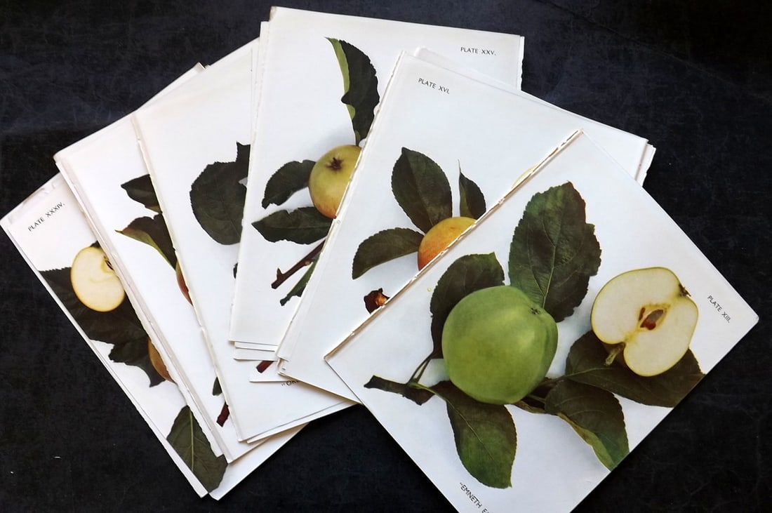 Taylor, H. V. 1948 Lot of 24 Vintage Fruit Prints. Apples (1 of 7)