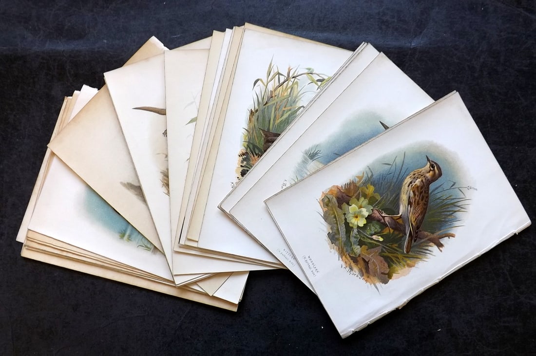 Swaysland, Walter 1883 Lot of 36 First Edition Bird Prints: Antique Chromolithograph Published 1883, London for "Familiar Wild Birds" First Edition by Walter Swaysland. Illustrated by Archibald Thorburn and others. Paper Size: 7.5 x 5 inch (19 x 13cm) Good Con