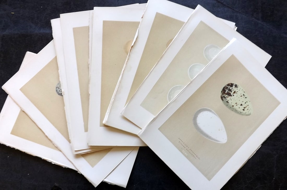 Morris, Francis 1896 Lot of 32 Antique Bird Egg Prints: Woodblocks Published 1870, London for "A Natural History of the Nests and Eggs of British Birds" By the Rev. Francis Orpen Morris, printed Benjamin Fawcett. Paper Size: 10 x 7 nch (26 x 18cm) Good Con