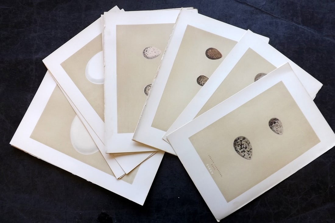 Morris, Francis 1896 Lot of 16 Antique Bird Egg Prints: Woodblocks Published 1870, London for "A Natural History of the Nests and Eggs of British Birds" By the Rev. Francis Orpen Morris, printed Benjamin Fawcett. Paper Size: 10 x 7 nch (26 x 18cm) Good Con