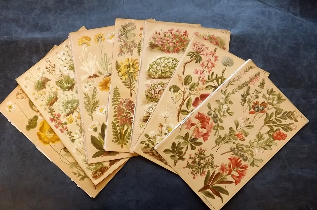 Schroter, L & C 1892 Lot of 18 Alpine Botanical Prints (1 of 4)