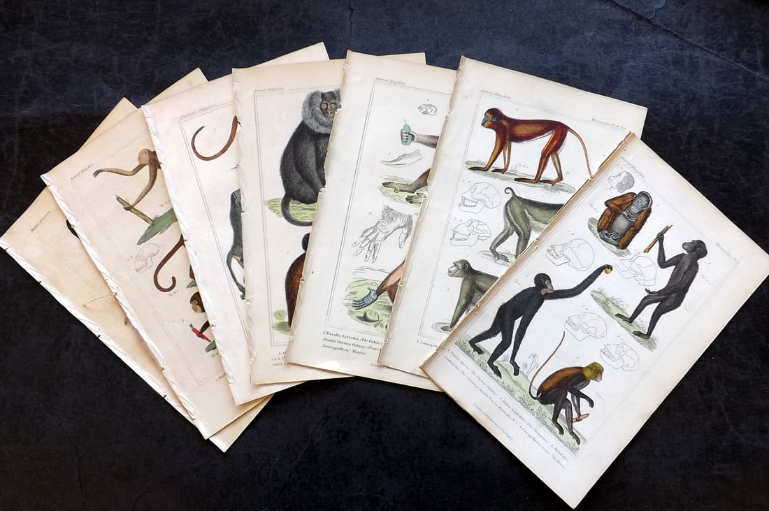 Cuvier, Baron 1837 Lot of 10 Hand Col Monkey Prints: Hand Colored Etching/Engraving Published 1834-37, London for "The Animal Kingdom" by the Baron Georges Cuvier. Paper Size: 8 x 5 inch (21 x 13cm) Good Condition