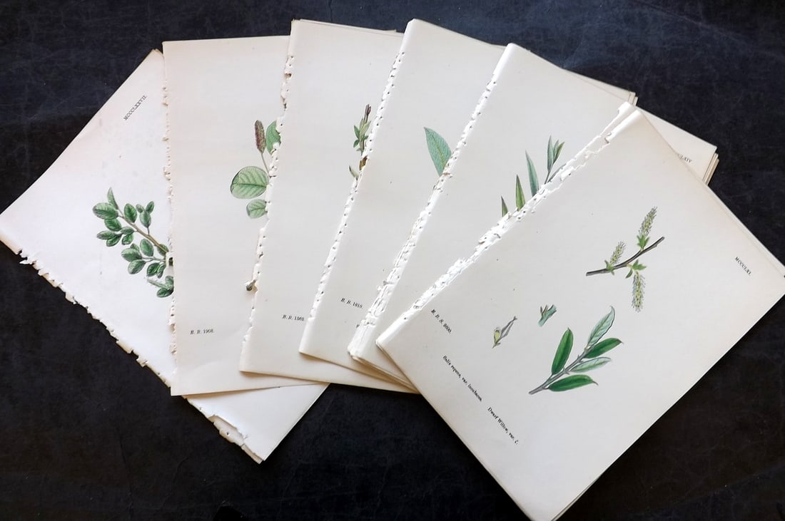 Sowerby, James 1873 Lot of 18 Hand Colored Botanical Prints: Hand Colored Lithographs Published 1863-86, London for "English Botany" by John & James Sowerby. Paper Size: 10 x 6.5 inch (25 x 17cm) Good Condition