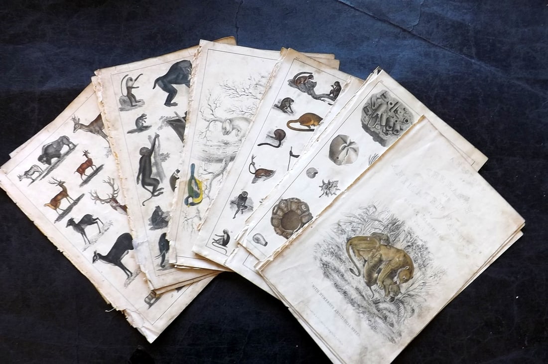 Goldsmith, Oliver 1847 Lot of 14 Hand Col Natural History Prints: Hand Colored Etching/Engraving Published 1847 by A. Fullarton & Co., London for "A History of the Earth and Animated Nature" by Oliver Goldsmith. Paper Size: 10 x 6 inch (25 x 16cm) Some toning/minor 