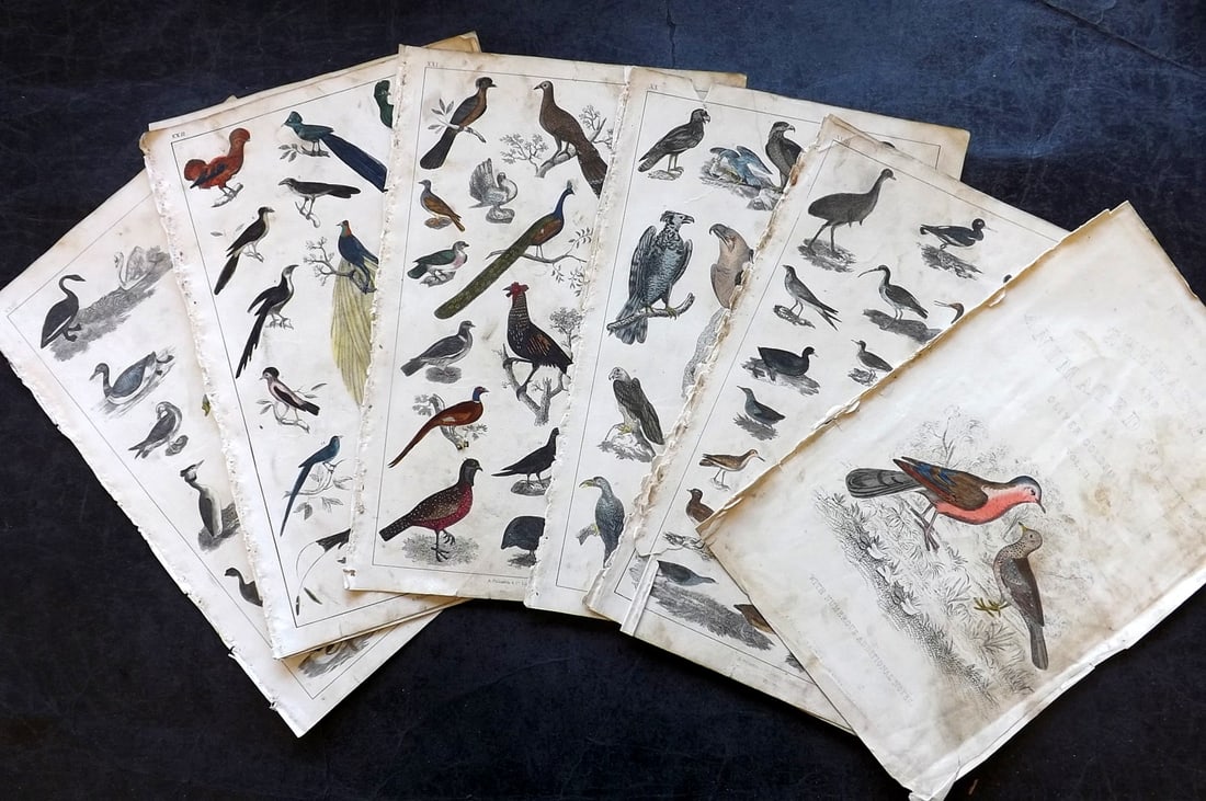Goldsmith, Oliver 1847 Lot of 9 Hand Col Bird Prints: Hand Colored Etching/Engraving Published 1847 by A. Fullarton & Co., London for "A History of the Earth and Animated Nature" by Oliver Goldsmith. Paper Size: 10 x 6 inch (25 x 16cm) Some toning/staini