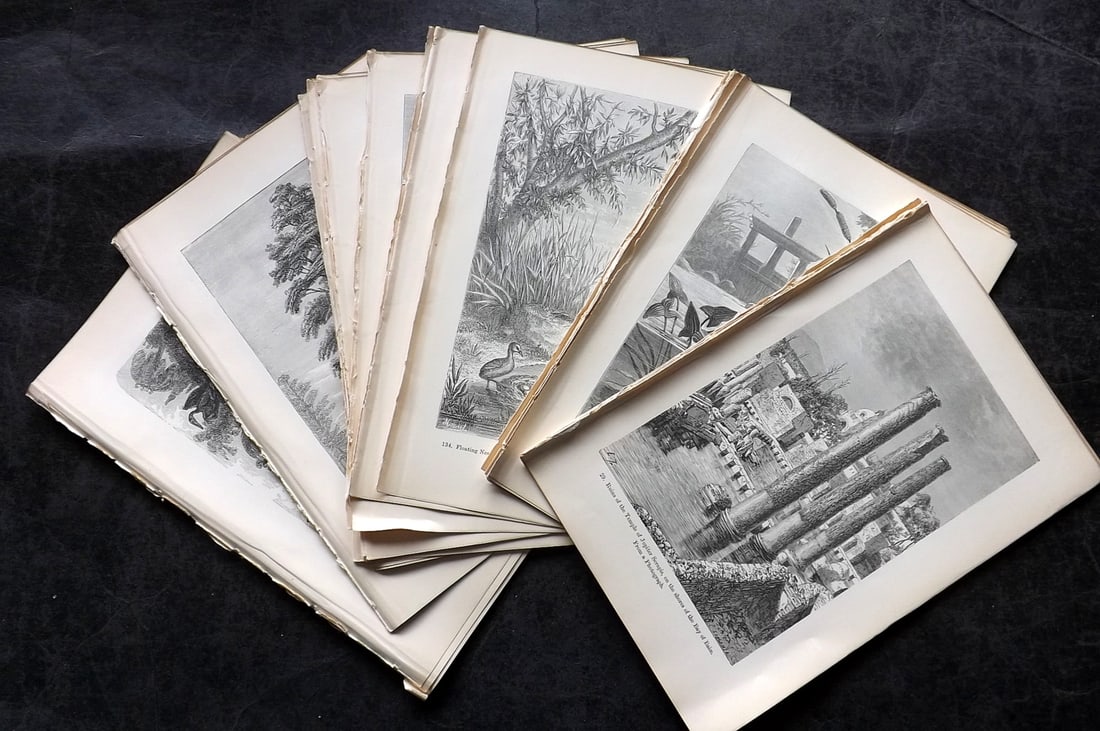 Pouchet, F. A. C1890 Lot of 50 Prints. Views, Birds, Natural History & Botanical: Antique Wood Engraving (Reverse side blank) Published C1890, London for "The Universe: Or, The Infinitely Great and The Infinitely Little" by F. A. Pouchet. Paper Size: 8.5 x 6 inch (22 x 15cm) Good C